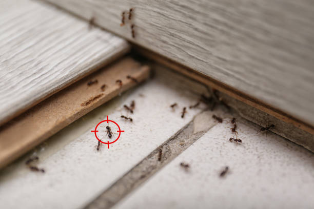 Best Best Pest Control Companies  in Kosciusko, MS