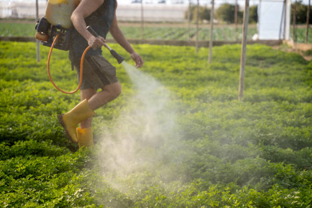 Best Best Pest Control Companies  in Kosciusko, MS