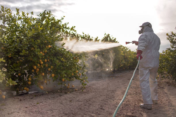 Best Affordable Pest Control Services  in Kosciusko, MS
