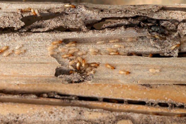 Pest Prevention Services in Kosciusko, MS