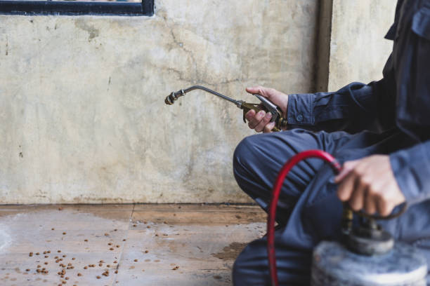 Best Flea Control Services  in Kosciusko, MS